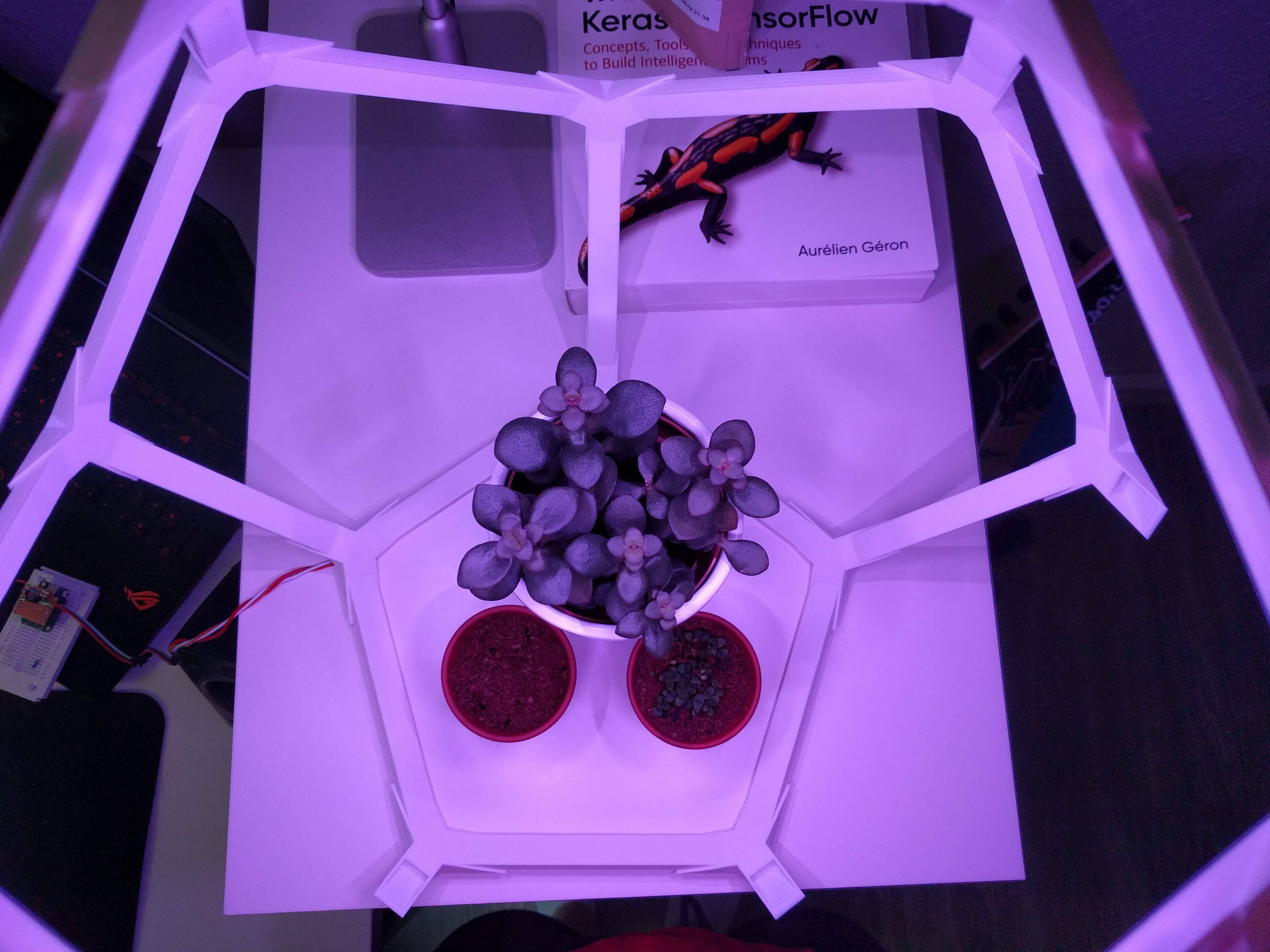 Partially built dodecahedron over plants Partially built dodecahedron over plants